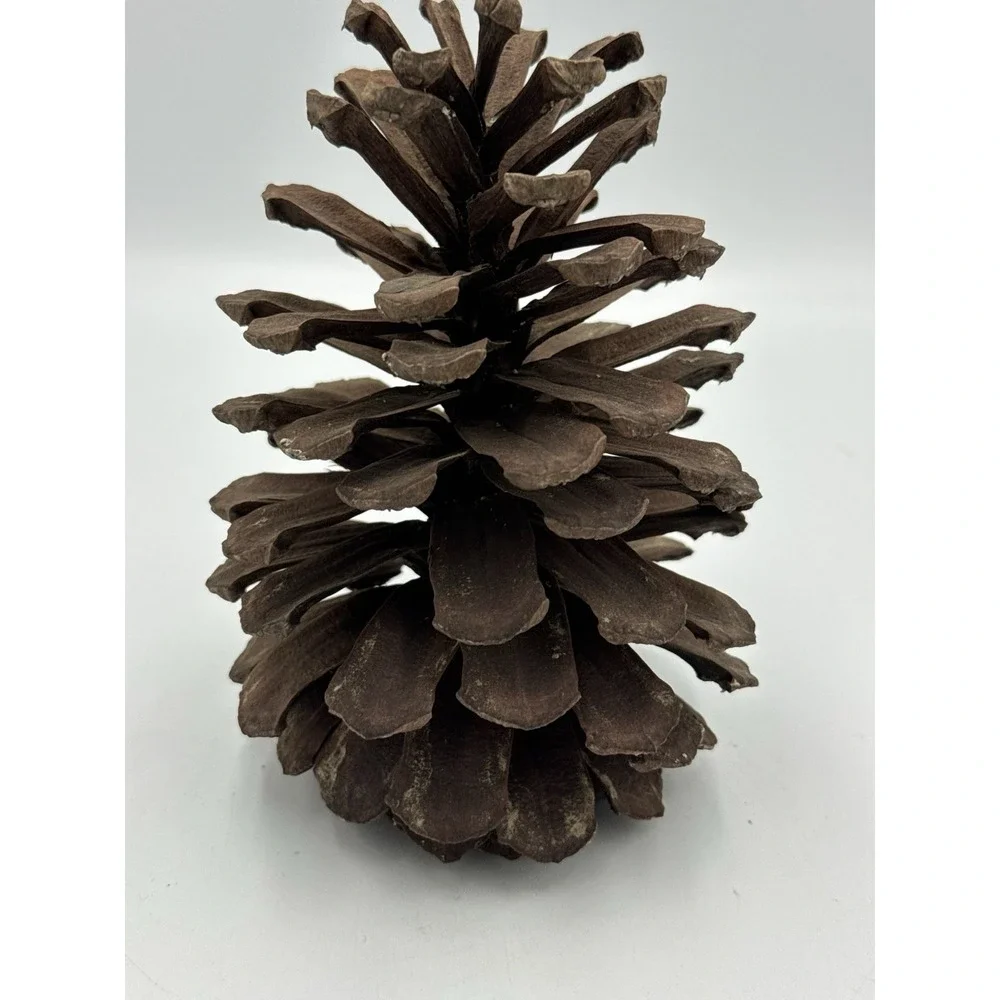 Large 7 Inch Natural Pine Cone Rustic Home Decor Holiday Crafts Art